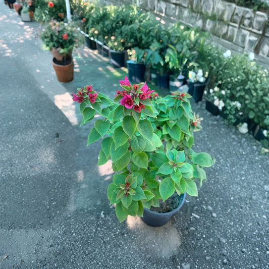 Bougainvillea ‘Torch’ – Bougainvillea hybrid Live Plant | 1 Foot Tall | Ships in 1 Gallon Pot  Brilliant Color Display | Sun Loving | Tropical Flowering Plant