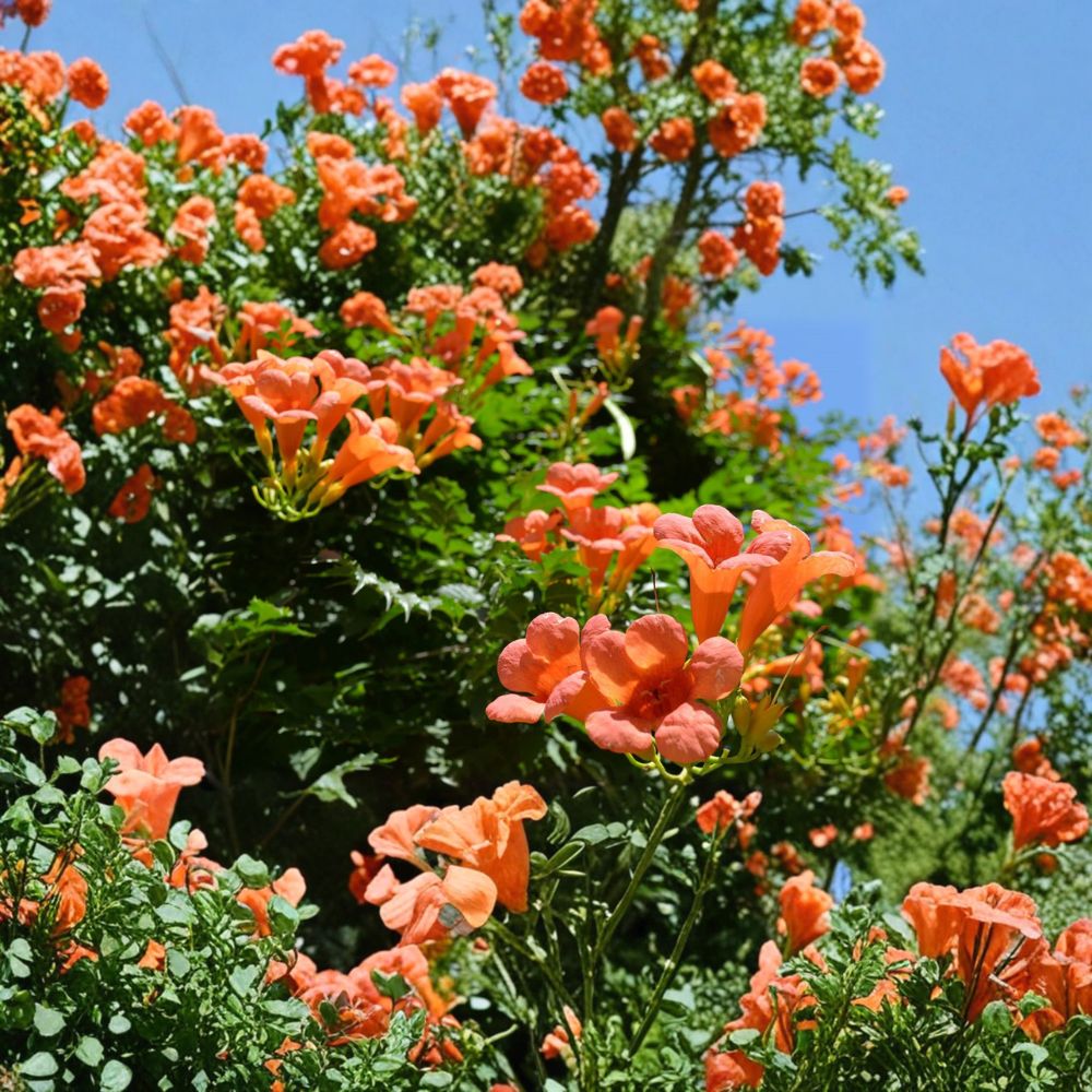 Campsis radicans – Trumpet Vine Live Starter Plant | 2–3 Inches Tall | Orange Red Flowering Vine | Hummingbird Friendly | Fast Growing Climber