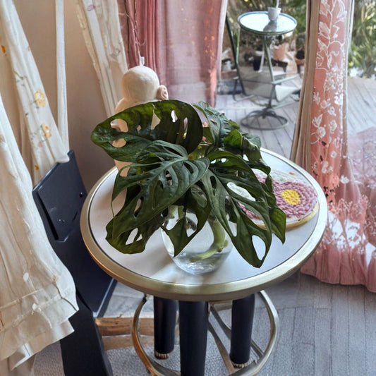 Monstera Adansonii Cuttings – Swiss Cheese Plant | 2 Unrooted Cuttings with Nodes & Leaves | Indoor Tropical Vine | Easy Propagation Houseplant