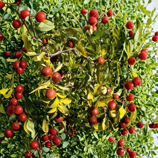 Contorted Jujube – Ziziphus jujuba ‘Contorted’ Grafted Live Tree | 3 Feet Tall | Includes 3 Gallon Pot  Twisted Ornamental Branches | Sweet Edible Fruit | Hardy & Drought Tolerant