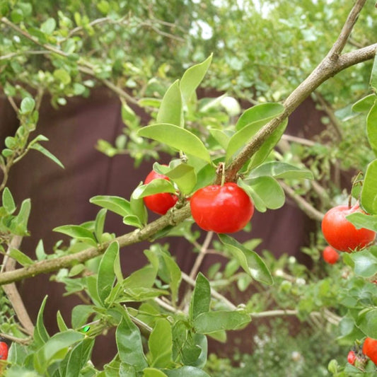 Barbados Cherry (Acerola) Live Fruit Tree | 3 Feet Tall | Shipped in 3 Gallon Pot  Extremely High Vitamin C | Sweet-Tart Tropical Fruit | Fast Growing