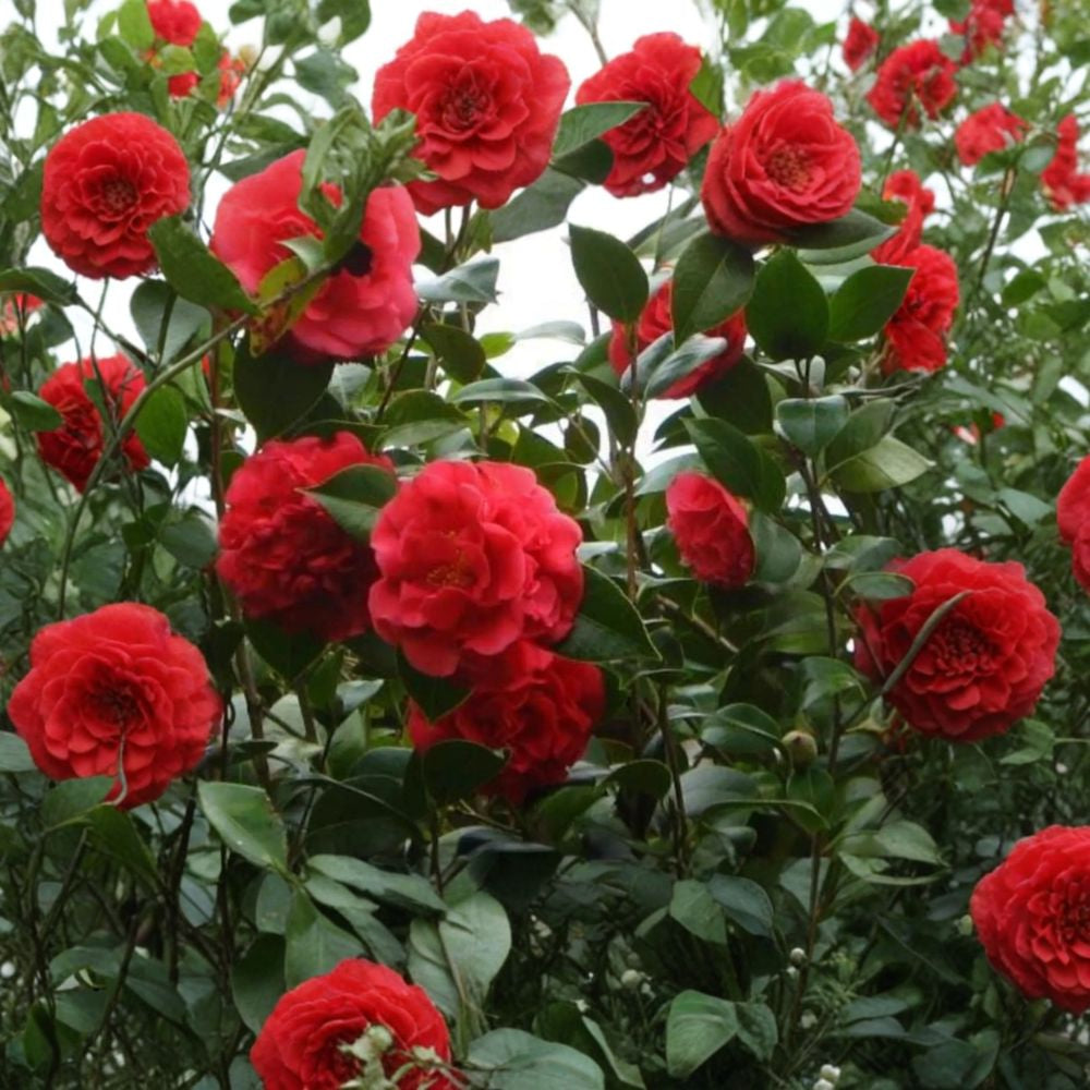 Camellia ‘Kramer’s Supreme’ – Camellia japonica Live Plant | 1–2 Feet Tall | Includes 1 Gallon Nursery Pot  Fragrant Red Blooms | Evergreen Shrub | Late Winter Flowering