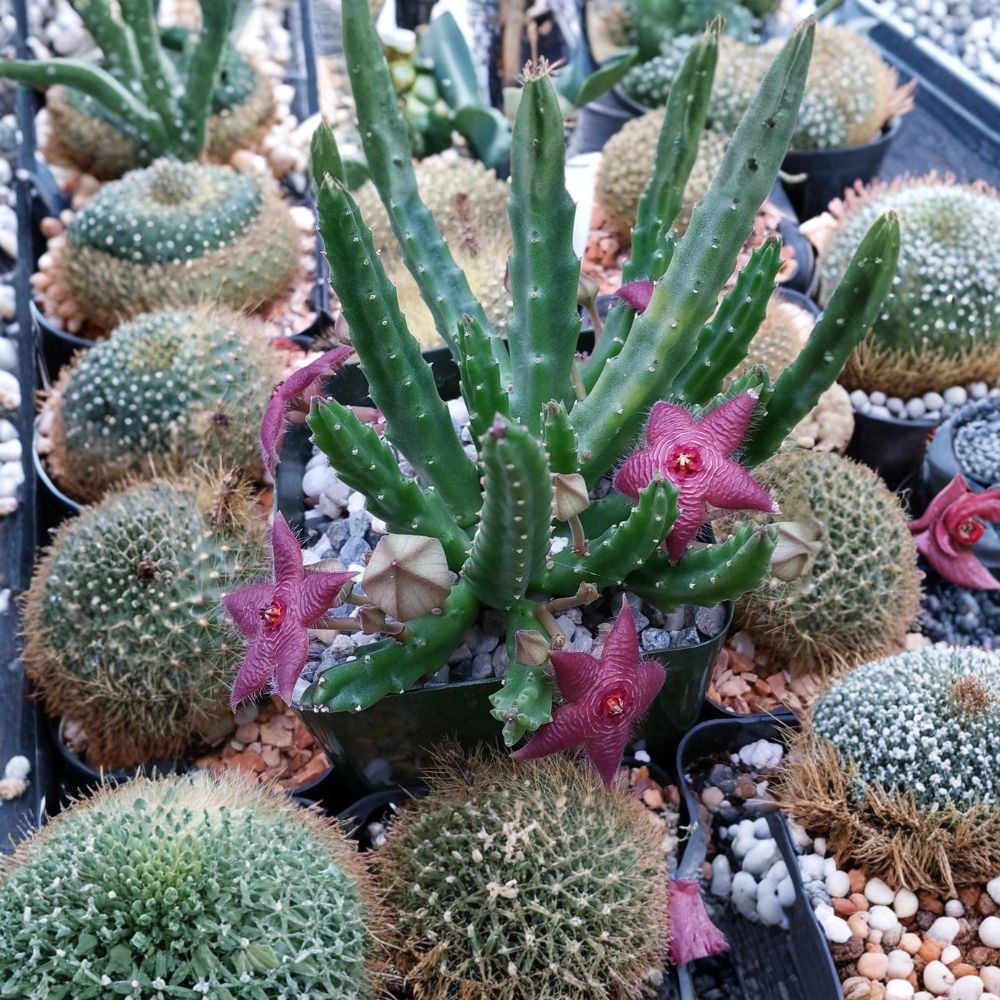 Stapelia scitula Live Plant – Small Starfish Flower Succulent | 4 Inch Potted Cactus | Rare Stapeliad | Indoor Exotic Plant | Easy Care