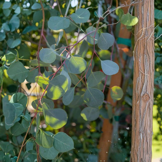 Eucalyptus Silver Dollar Gum – Eucalyptus cinerea Live Evergreen Tree | 1 Foot Tall | Includes 6" Pot  Round Blue-Green Leaves | Fast Growing | Aromatic Foliage