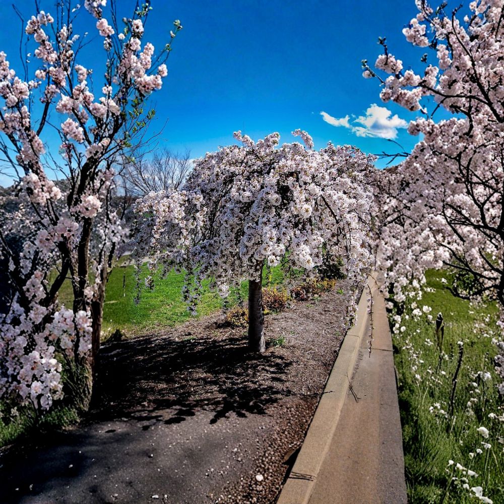 Weeping Cherry Cuttings – Snow Fountain Live Plant | 5 Pack 6–8 Inch Unrooted Cuttings | Ornamental Flowering Tree | Garden Starter | Easy to Grow