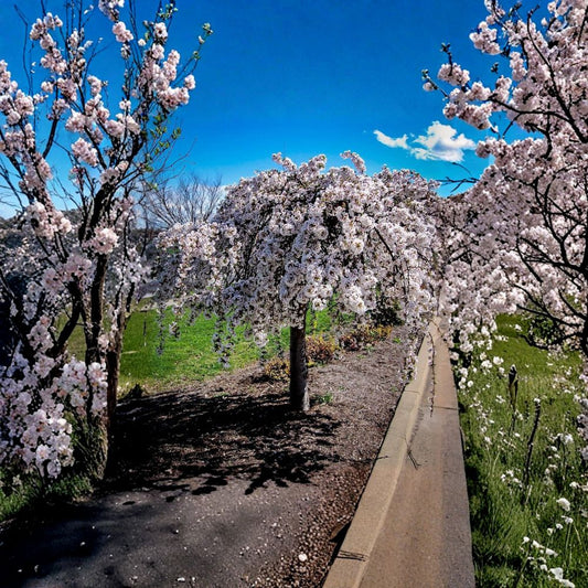 Weeping Cherry Cuttings – Snow Fountain Live Plant | 5 Pack 6–8 Inch Unrooted Cuttings | Ornamental Flowering Tree | Garden Starter | Easy to Grow
