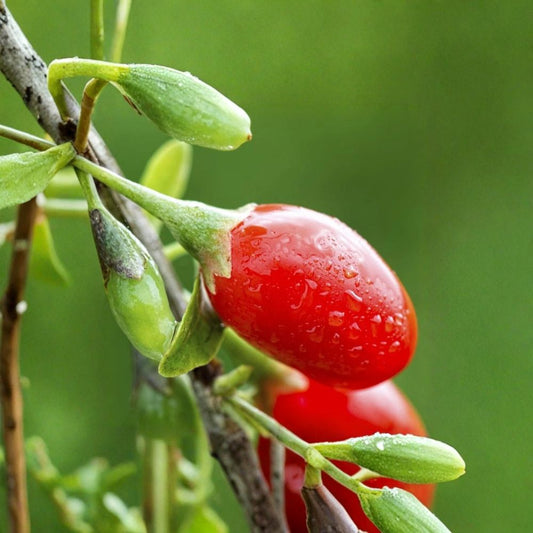 Goji Berry Cuttings – Lycium barbarum Live Plant | 5 Unrooted Cuttings | Giant Goji Variety | Superfood Fruit Plant | Hardy Garden Starter