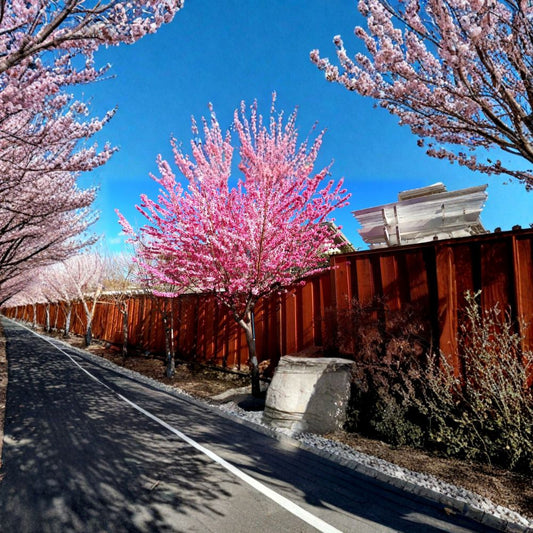 Early Pink Flowering Peach Live Ornamental Tree | 2–3 Feet Tall | Shipped in 6 Inch Pot  Bright Pink Spring Blossoms | Chinese New Year Favorite | Fast Growing