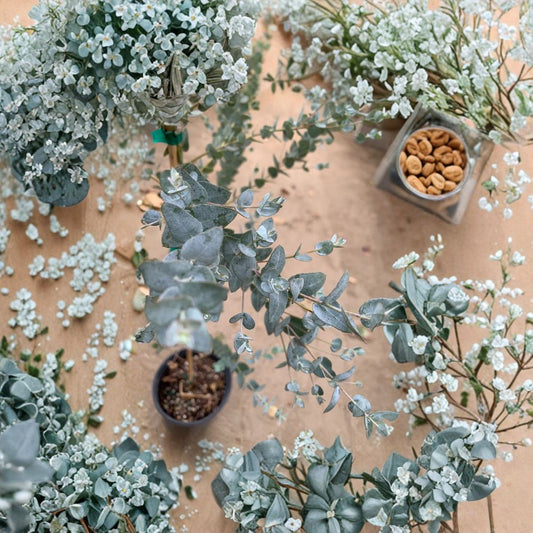 Eucalyptus ‘Moon Lagoon’ – Ornamental Eucalyptus Live Evergreen Tree | 1 Foot Tall | Includes 6" Pot  Compact Growth | Silvery Foliage | Sun Loving