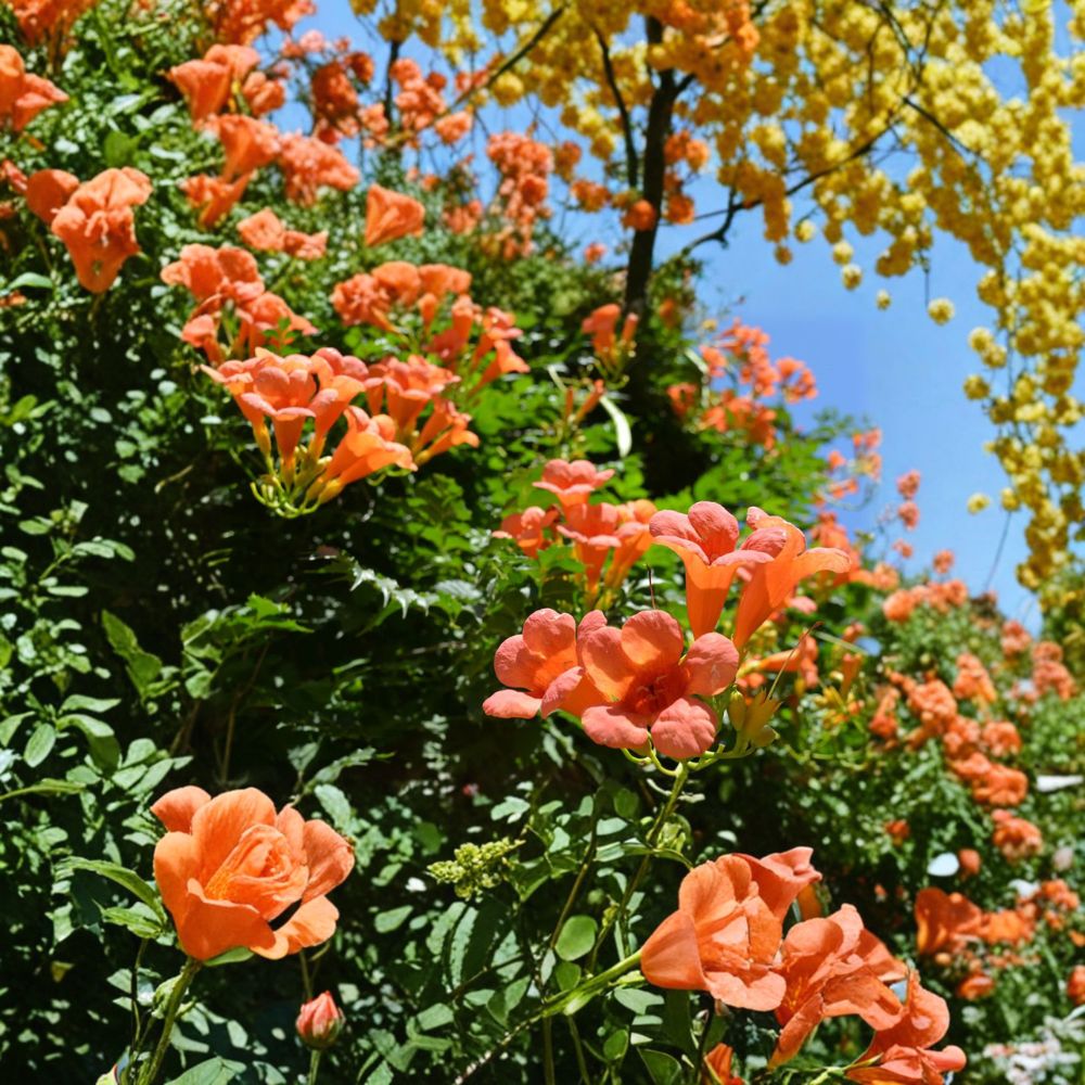 Campsis radicans – Trumpet Creeper Live Starter Plant | 2–3 Inches Tall | Includes Nursery Pot Hummingbird Vine | Fast Growing Climbing Plant | Easy to Grow