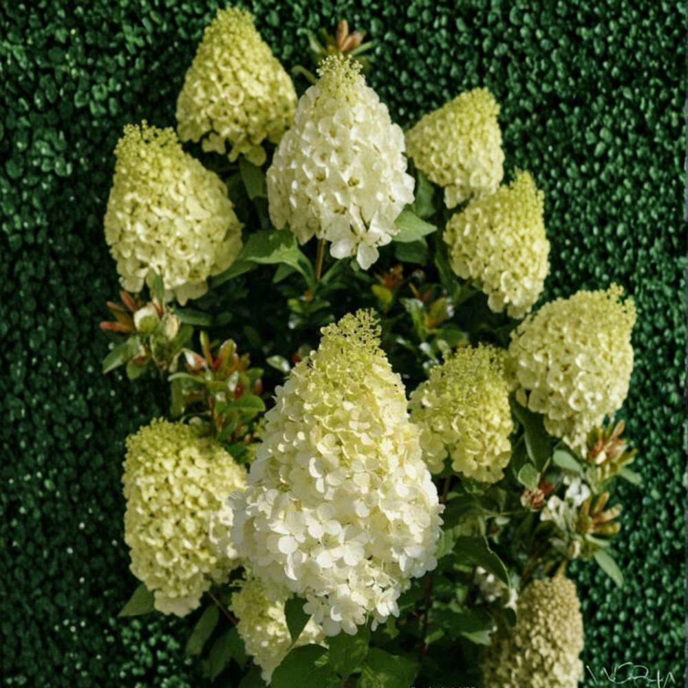Hydrangea ‘Polar Bear’ – Set of 2 Live Starter Plants | 6–9 Inches Tall | White to Pink Blooms | Hardy Panicle Hydrangea | Summer Flowering Shrub