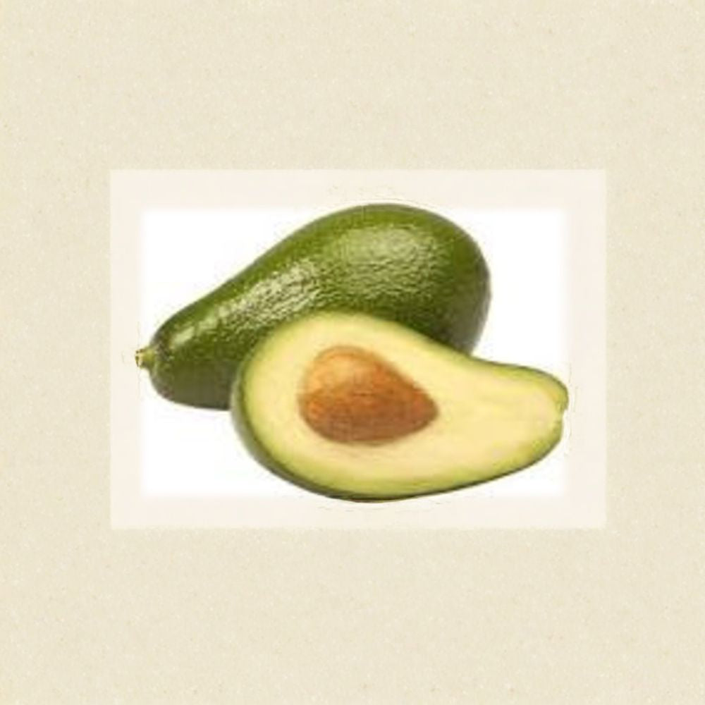 Ettinger Avocado Tree – Grafted Live Fruit Tree | 1 Foot Tall | Shipped in Plastic Bag  Early Season Avocado | Smooth Green Skin | Grafted for True Variety