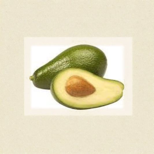 Ettinger Avocado Tree – Grafted Live Fruit Tree | 1 Foot Tall | Shipped in Plastic Bag  Early Season Avocado | Smooth Green Skin | Grafted for True Variety