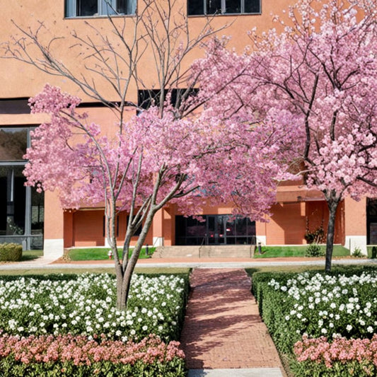Prunus serrulata ‘Pink Cloud’ – Pink Cloud Flowering Cherry Live Ornamental Tree | 2–3 Feet Tall | Includes 3 Gallon Pot  Bright Pink Spring Blooms | Mild Winter Performer | Elegant Form