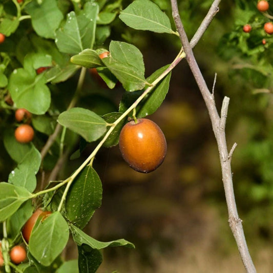 Sugar Cane Jujube – Ziziphus jujuba ‘Sugar Cane’ Live Grafted Tree | 2 Feet Tall | Ships in 3 Gallon Pot  Extremely Sweet Fruit | Mid-Season Harvest | Productive Variety