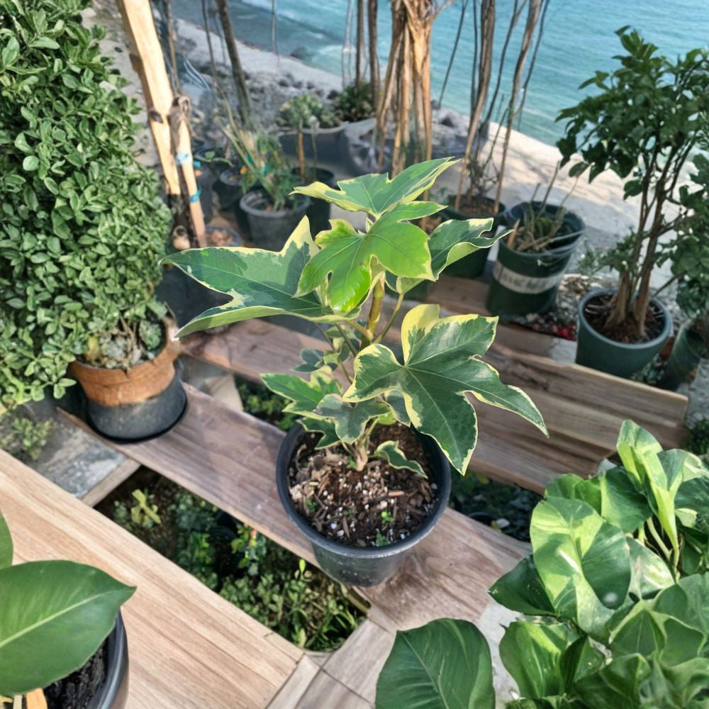 Fatshedera ‘Angyo Star’ – Tree Ivy Live Plant | 1 Foot Tall | Includes 1 Gallon Nursery Pot  Variegated Foliage | Shade Tolerant | Easy Care Houseplant