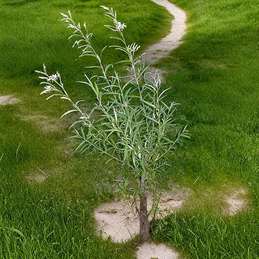 Hybrid Willow Tree Cuttings – Austree Willow Live Plant | 12 Pack Jumbo Thick Cuttings | Fast Growing Privacy Trees | Windbreak & Shade | Easy to Grow