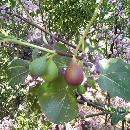 Flanders Fig – Ficus carica ‘Flanders’ Live Fruit Tree | 2 Feet Tall | Includes 6" Pot  Violet Striped Fruit | Amber Flesh | Rich Flavor