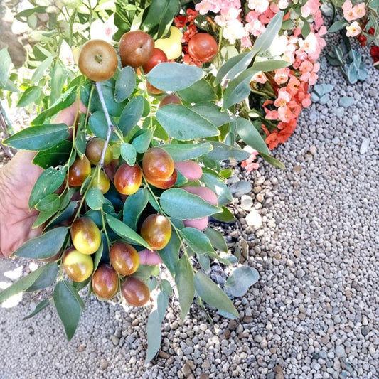 Black Sea Jujube Scion Cuttings – Ziziphus jujuba Live Plant | 2 Pack 8 Inch Grafting Wood | Fruit Tree Scions | For Grafting Only | Rare Variety