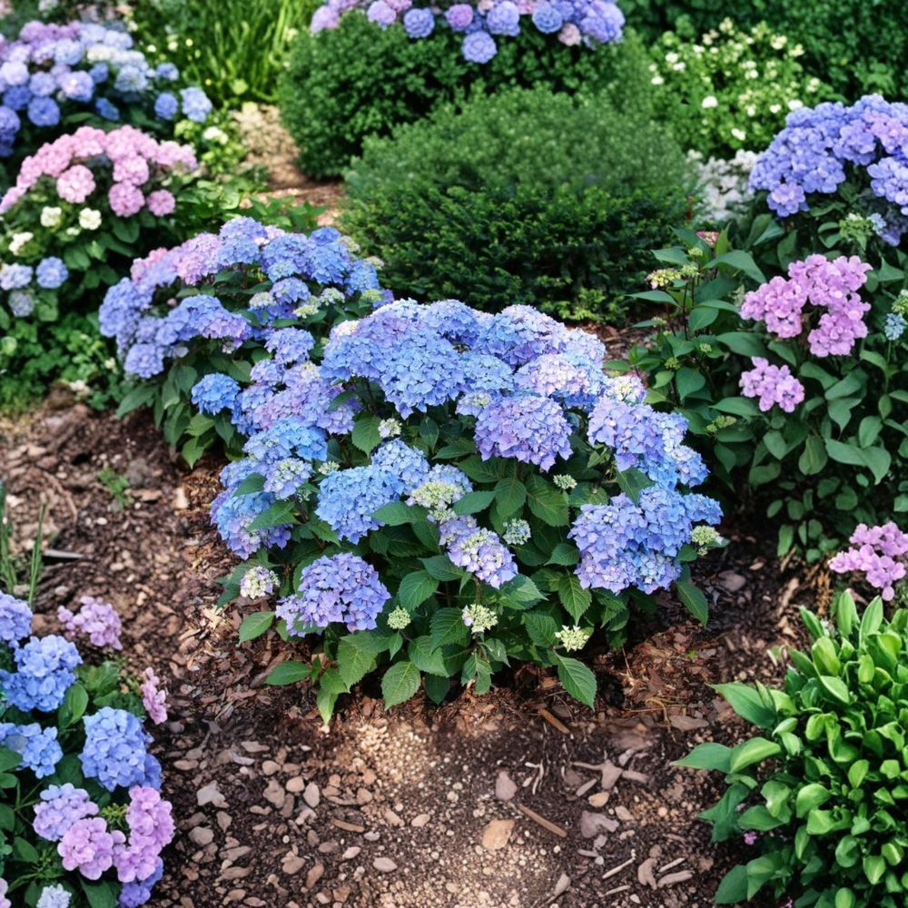 Hydrangea ‘Let’s Dance Lovable’ – Live Starter Plant | Includes Nursery Pot Cutback with New Growth | Pink Purple Reblooming Shrub | Compact Hydrangea | Easy to Grow
