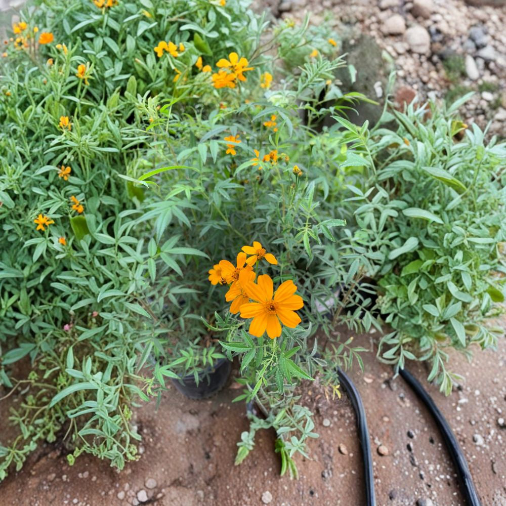 Tagetes lemmonii – Mexican Bush Marigold Live Flowering Shrub | 1 Foot Tall | Includes 6" Pot  Bright Orange-Yellow Blooms | Long Bloom Season | Sun Loving