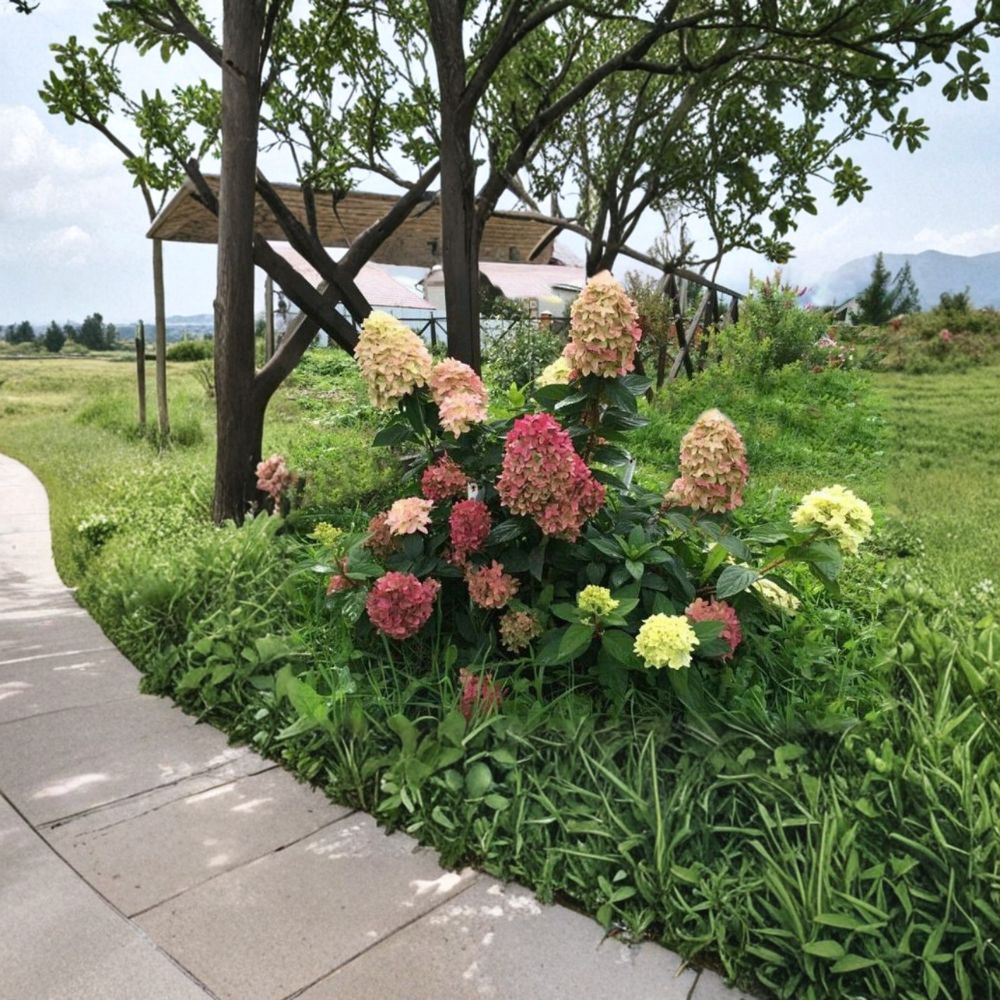 Hydrangea ‘Graffiti’ – Panicle Hydrangea Live Starter Plant | 6–8 Inches Tall | Lime to Pink Blooms | Compact Flowering Shrub | Summer Garden Favorite