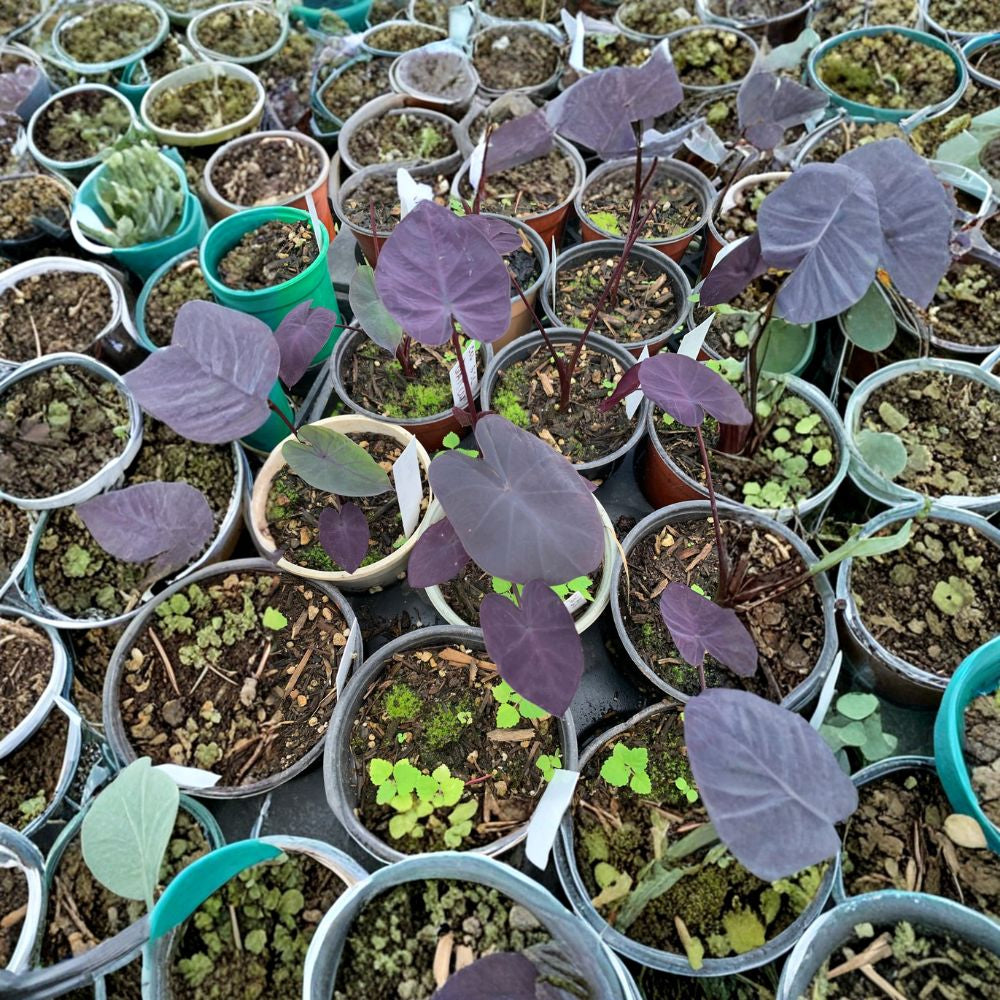 Colocasia ‘Black Coral’ – Elephant Ear Starter Plant | 4 Inch Pot | Includes Nursery Pot  Dark Dramatic Foliage | Tropical Statement Plant | Shade Lover