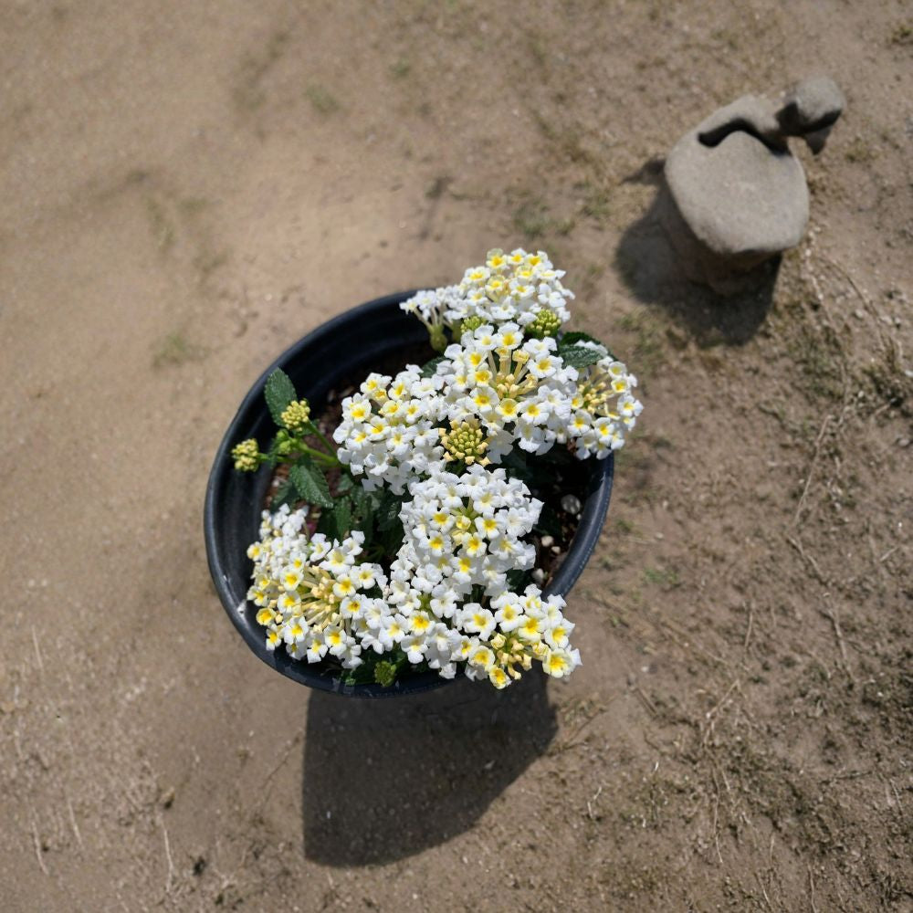 White Lantana – Lantana camara Live Plant | Ships in 1 Gallon Pot | Long Blooming Flower  Pure White Blooms | Butterfly Attracting | Drought Tolerant