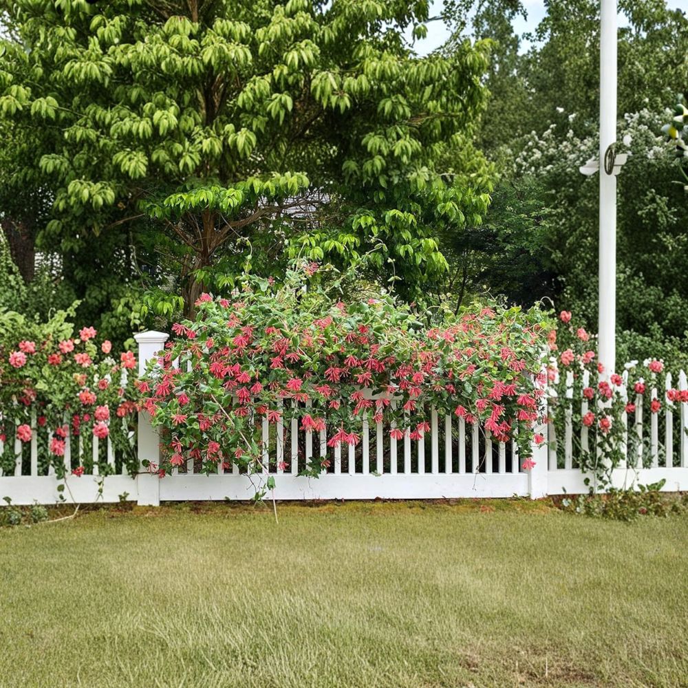 Lonicera ‘Major Wheeler’ – Honeysuckle Live Starter Plant | 6–12 Inches Tall | Includes Nursery Pot Hummingbird Vine | Climbing Flowering Plant | Easy to Grow