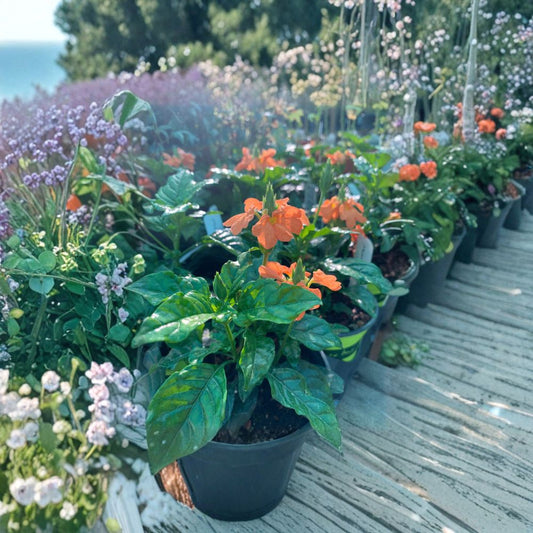 Crossandra infundibuliformis ‘Orange’ – Firecracker Flower Live Flowering Plant | Ships in 4 Inch Pot | Tropical Color Accent  Bright Orange Blooms | Long Flowering Season | Great for Containers