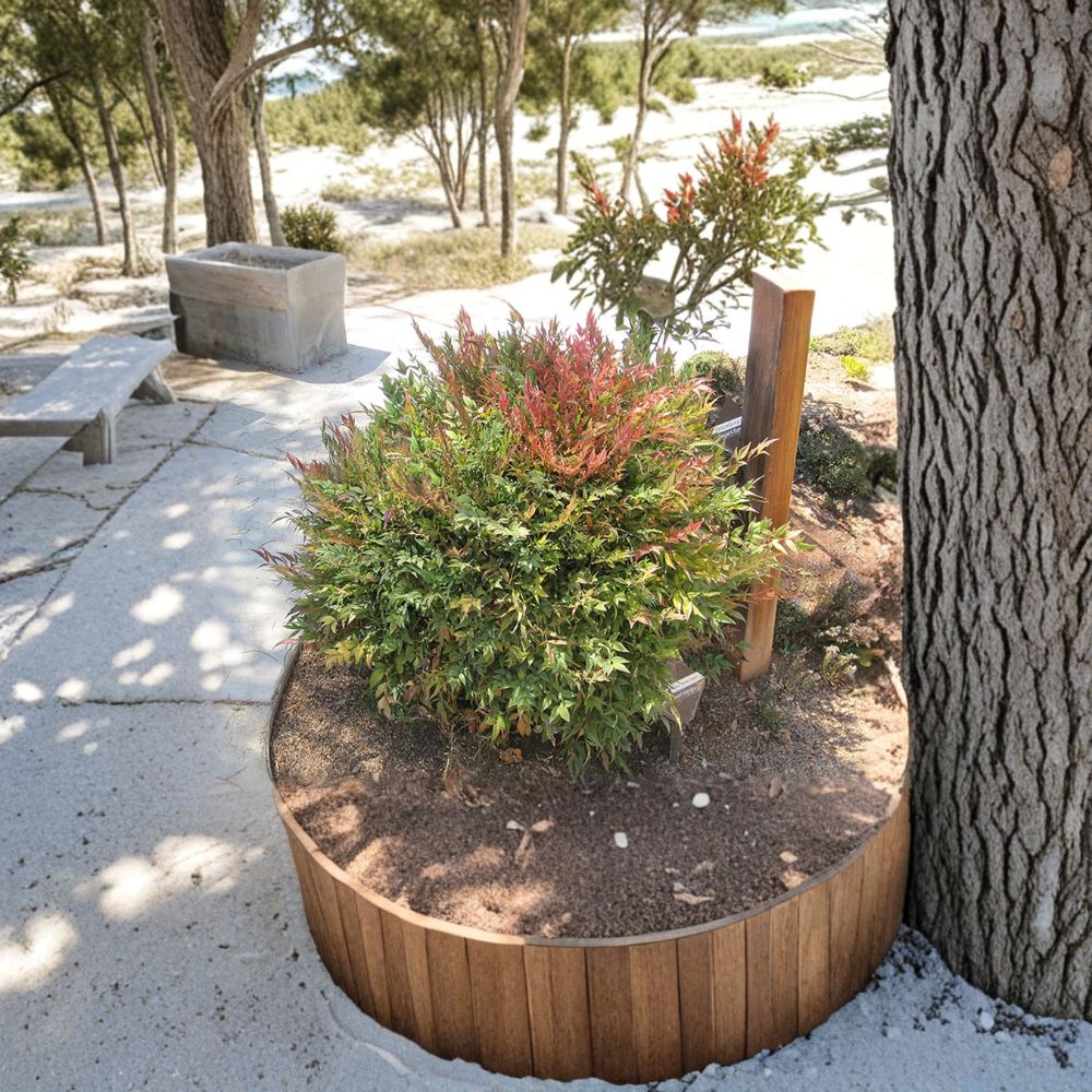 Dwarf Nandina Plants – Nandina domestica Live Shrubs | 2.5" Pots 8–12 Inch Tall | Heavenly Bamboo | Evergreen Landscape Plant
