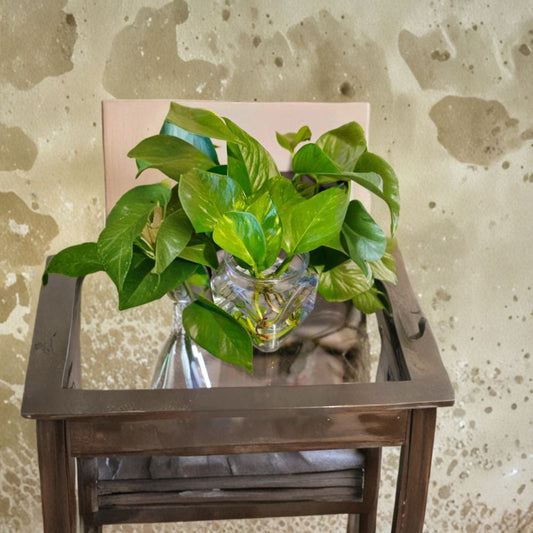 Golden Pothos Cutting – Epipremnum Aureum Live Plant | Easy Care Indoor Houseplant | Fast Growing Vine | Beginner Friendly