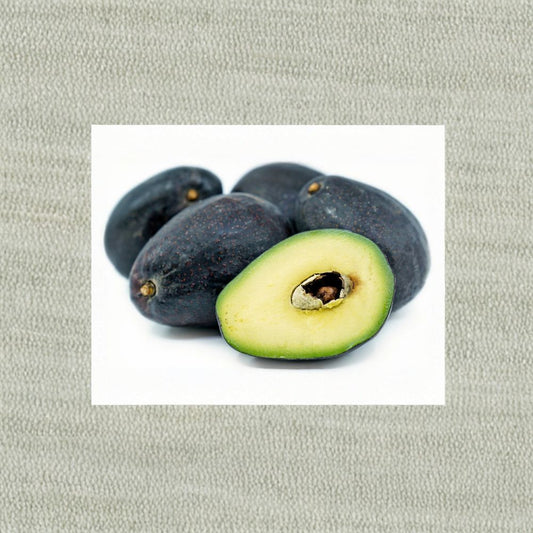 Sir Prize Avocado Tree – Persea americana ‘Sir Prize’ Grafted Live Tree | 1–2 Feet Tall | Includes 6" Pot  Premium Variety | Creamy Flavor | Backyard Orchard Ready