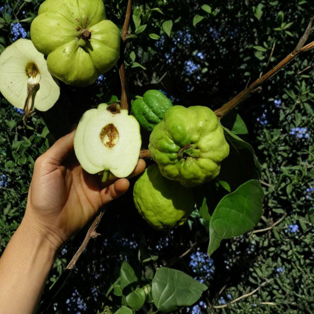 Taiwanese Seedless Guava – White Flesh – Psidium guajava Air Layered Tree | 2 Feet Tall | Ships in 3 Gallon Pot  Crisp White Flesh | Low Seed Variety | Tropical Backyard Favorite