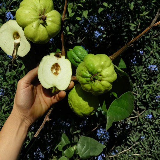 Taiwanese Seedless Guava – White Flesh – Psidium guajava Air Layered Tree | 2 Feet Tall | Ships in 3 Gallon Pot  Crisp White Flesh | Low Seed Variety | Tropical Backyard Favorite
