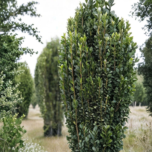Sky Pencil Holly Cuttings – Ilex crenata ‘Sky Pencil’ | 5 Unrooted Cuttings | Rare Upright Evergreen | Columnar Privacy Plant | Ideal for Grafting or Rooting