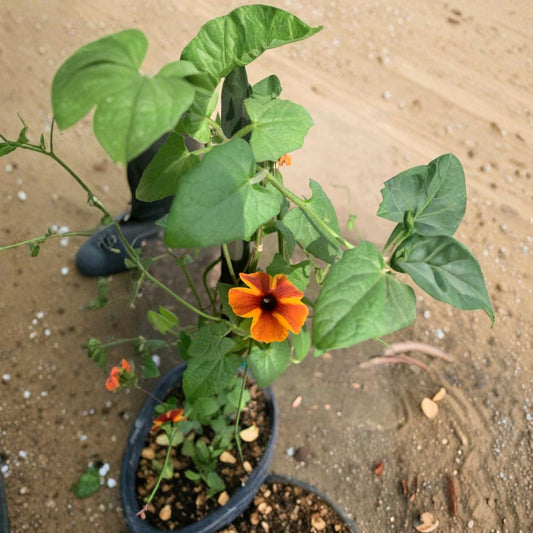 Amber Stripes Thunbergia Alata Vine Live Flowering Vine | 2 Feet Tall | Ships in 6" 1 Gallon Pot  Fast Growing Climber | Trellis & Patio Friendly | Pollinator Favorite