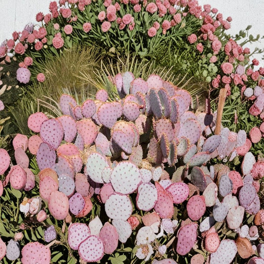 Purple Prickly Pear Cactus Cutting – Opuntia ‘Durazilla’ Live Pad | Rare Purple Opuntia | 6–10 Inch Unrooted Succulent | Drought Tolerant Desert Plant