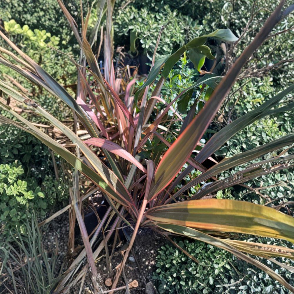 Phormium (Assorted) – Phormium tenax Live Plant | 1 Foot Tall | Includes 1 Gallon Nursery Pot  New Zealand Flax | Bold Architectural Foliage | Drought Tolerant