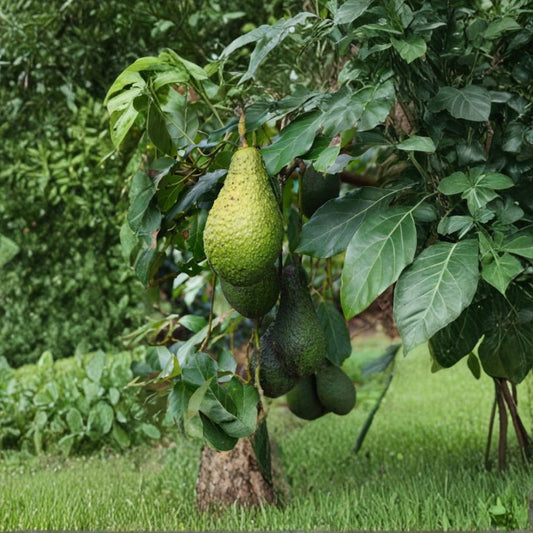 Pinkerton Avocado Tree – Grafted Live Fruit Tree | 1–2 Feet Tall | Shipped in 6 Inch Pot  Rich Creamy Avocado | High Yield Variety | Grafted for True Fruit