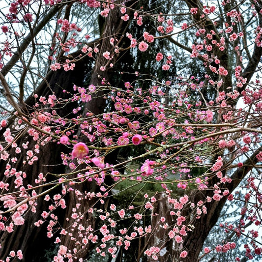 Japanese Ume Plum Cuttings – Prunus mume Live Plant | 2 Pack Fresh Cuttings | Fragrant Winter Flower Tree | Edible Fruit Tree | Garden Starter