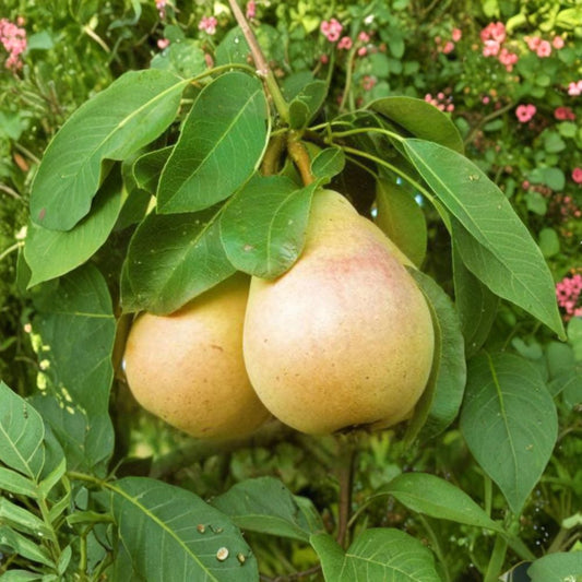 Pear ‘Pineapple’ Tree – Pyrus communis Live Fruit Tree | 3 Feet Tall | Ships in 1 Gallon Pot  Sweet Pineapple Flavor | Backyard Orchard Ready | Easy to Grow