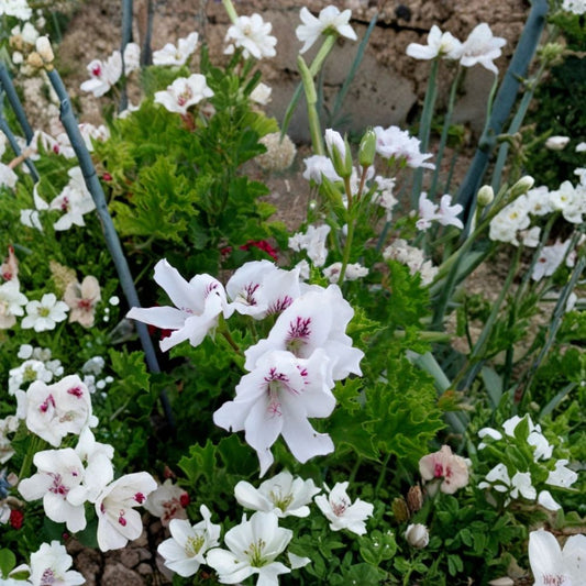 Regal Geranium Cuttings – Pelargonium Fancy Variegated | 3 Pack 6 Inch Live Cuttings | White & Purple Blooming Plant | Garden & Patio Flower | Easy to Grow