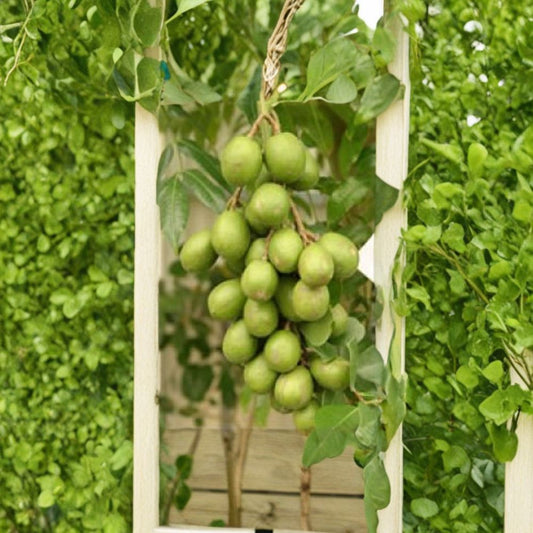 June Plum (Ambarella) Live Tropical Fruit Tree | 2–3 Feet Tall | Shipped in 3 Gallon Pot  Fast Fruiting Dwarf Variety | Sweet-Tart Tropical Flavor | Unique Exotic Fruit