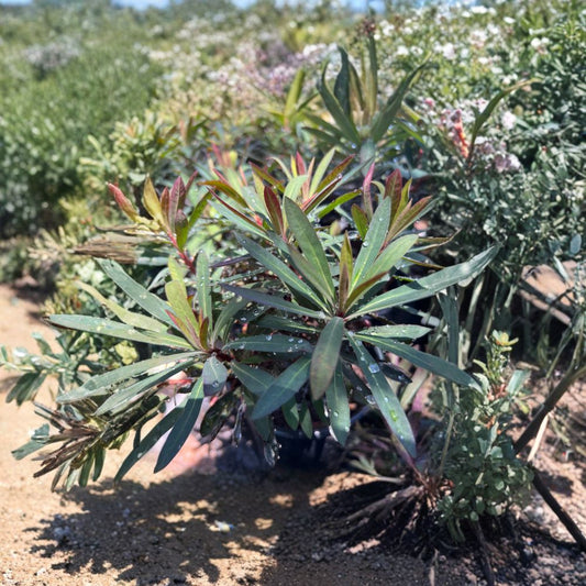 Euphorbia ‘Blackbird’ – Euphorbia hybrid Live Plant | 1 Foot Tall | Ships in 1 Gallon (6") Pot  Dark Foliage Accent | Full Sun Lover | Low Maintenance