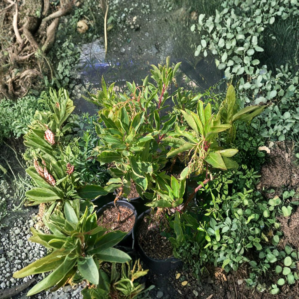 Arbutus ‘Spring Frost’ – Arbutus unedo Live Plant | 1 Foot Tall | Includes 1 Gallon Nursery Pot  Evergreen Shrub | White Blooms & Red Fruit | Drought Tolerant