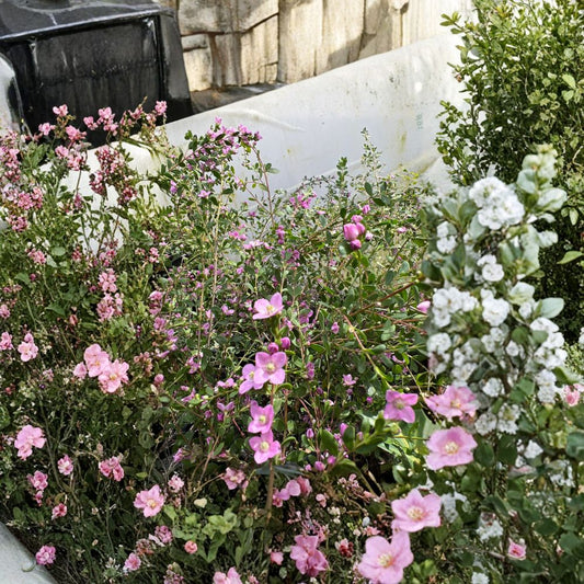 Boronia crenulata ‘Shark Bay’ – Boronia crenulata Live Plant | 2 Feet Tall | Ships in 3 Gallon Pot  Evergreen Shrub | Fragrant Blooms | Full Sun to Part Shade