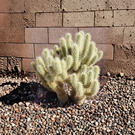 Teddy Bear Cholla Cactus Cutting – Cylindropuntia bigelovii Live Plant | 3–5 Inch Segment | Desert Cactus Cutting | Rare Spiny Cactus | Easy to Grow