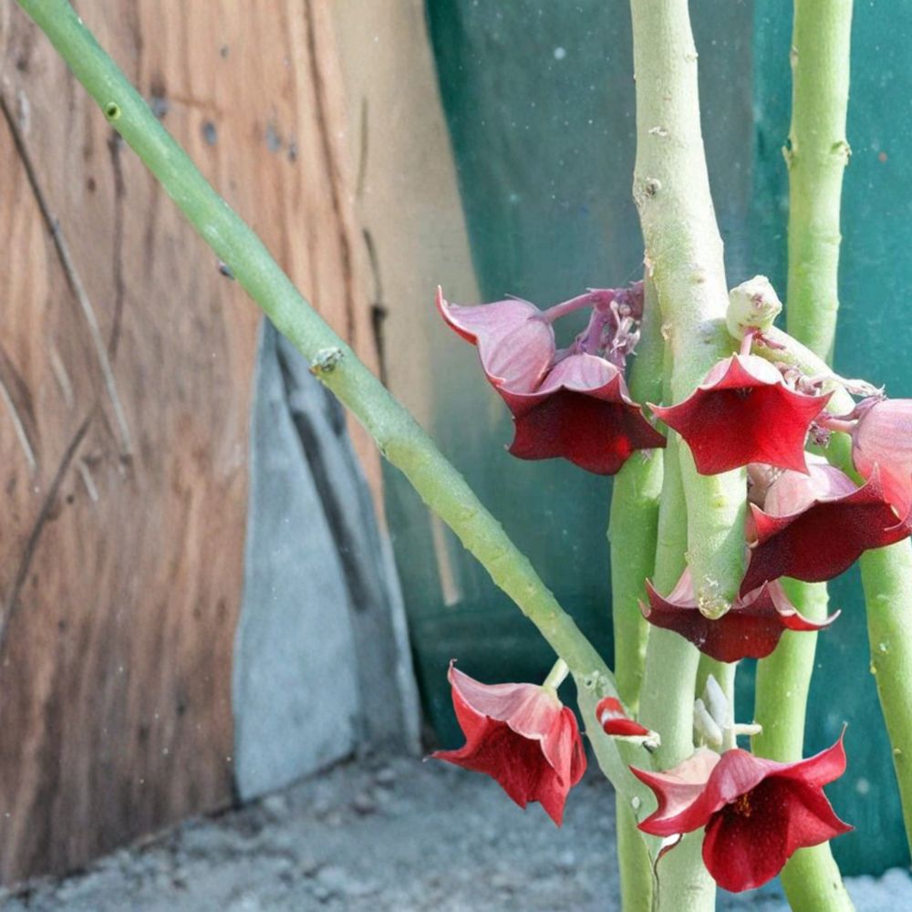 Huernia pendula Plant – Bootlace Huernia Live Succulent | 3.5" Potted Fully Rooted | Rare Hanging Succulent | Blooming Size Collector Plant