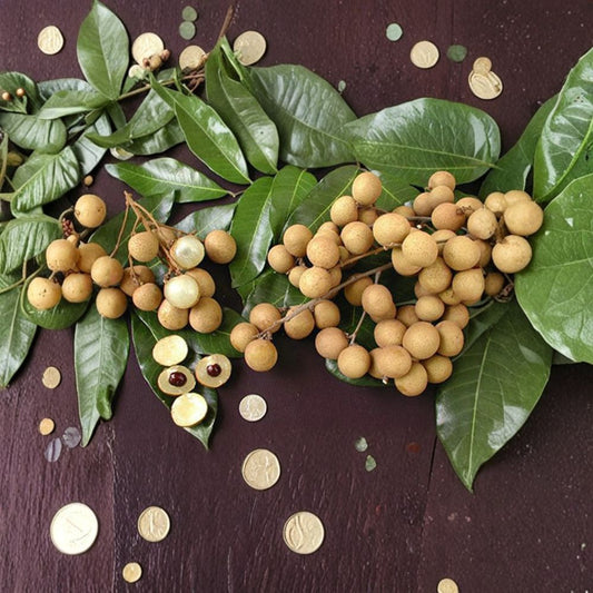 Biew Kiew Longan Tree – Dimocarpus longan Air-Layered Tree | 1–2 Feet Tall | Ships in 1 Gallon Pot  Sweet Tropical Fruit | Compact Starter Tree | Backyard Orchard Ready